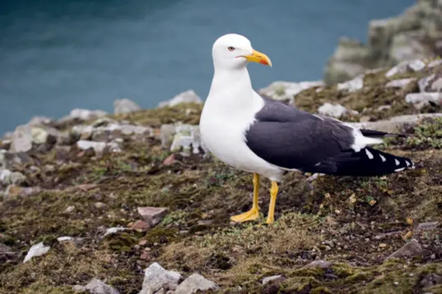 Lesser black-backed gull