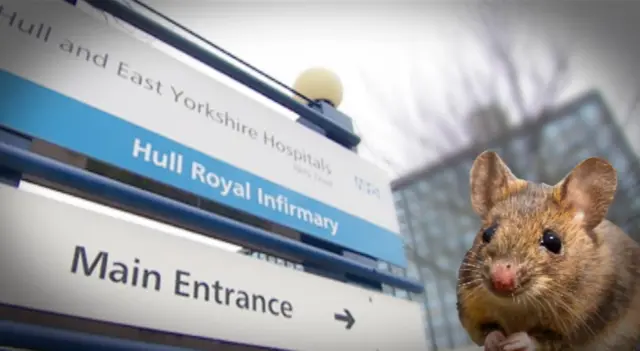 Mouse at Hull Royal Infirmary