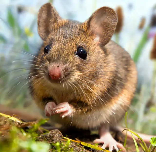 Field mouse