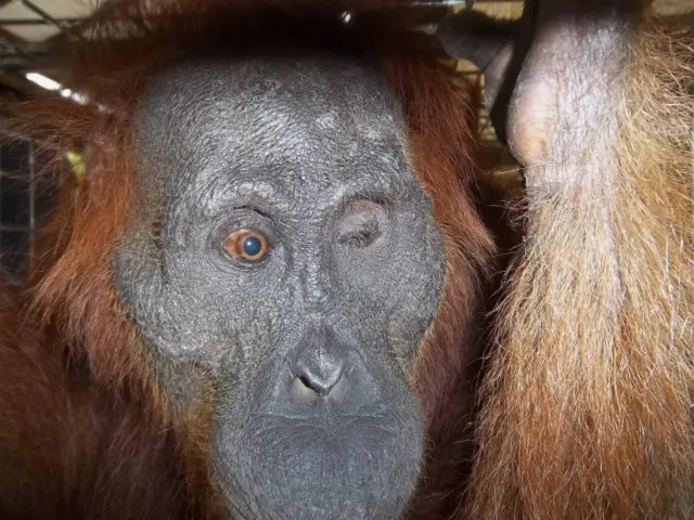 Aan the orangutan