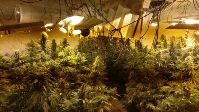 Cannabis factory