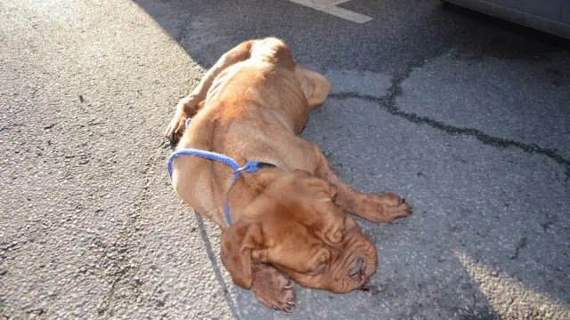 The Dogue de Bordeaux after it was found