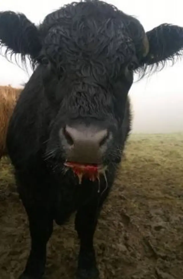 Injured cow