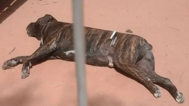 Dog that killed President Barrow's son