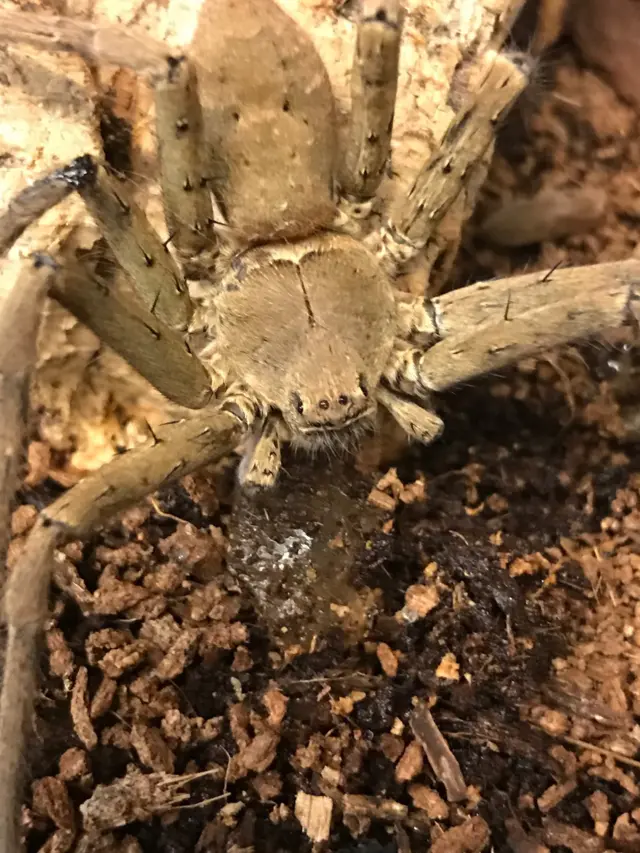 Huntsman spider