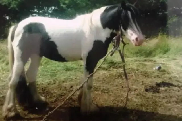 Pony