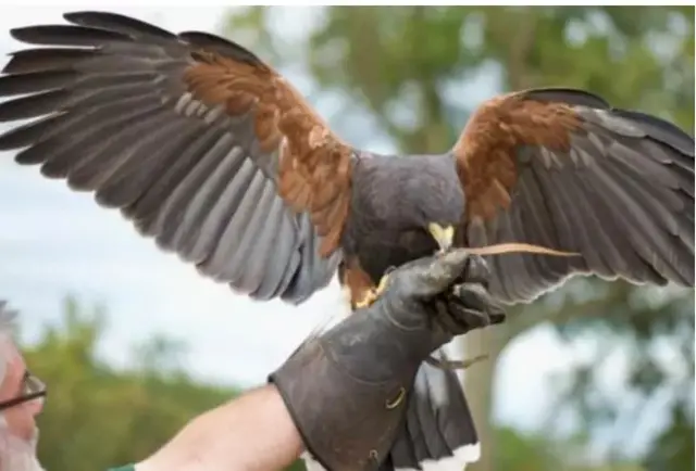 Harris Hawk