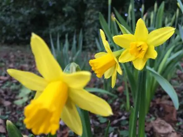 Daffodils