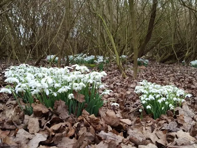 Snowdrops
