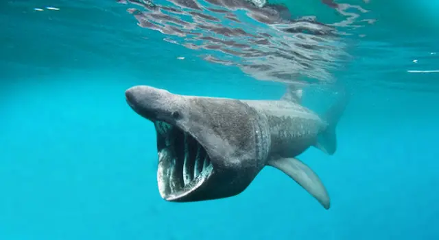 Basking shark