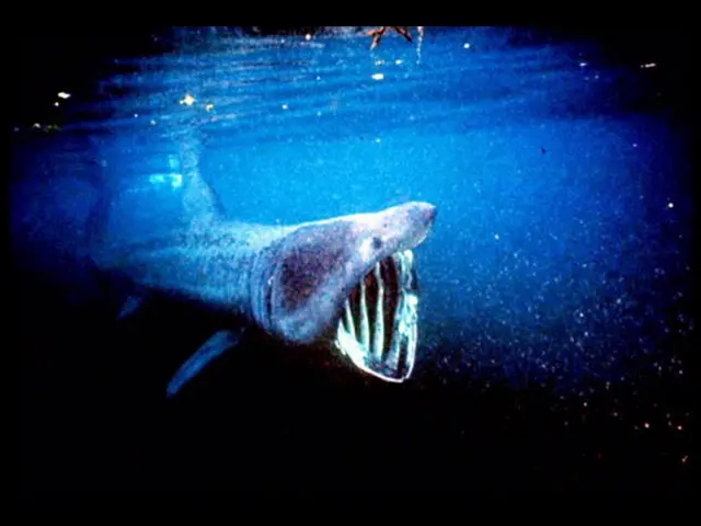 Basking shark