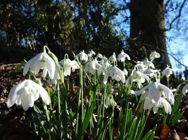 snowdrops