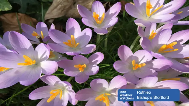 Flowers in Bishop's Stortford