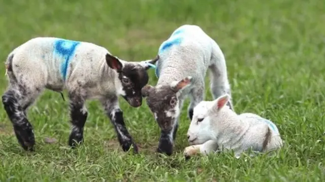 lambs