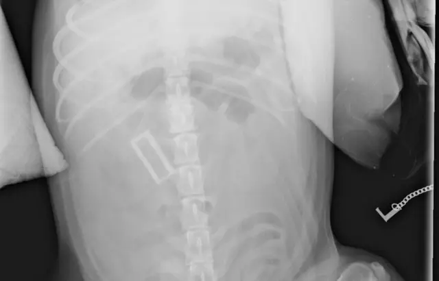 X-ray. Pic: PDSA