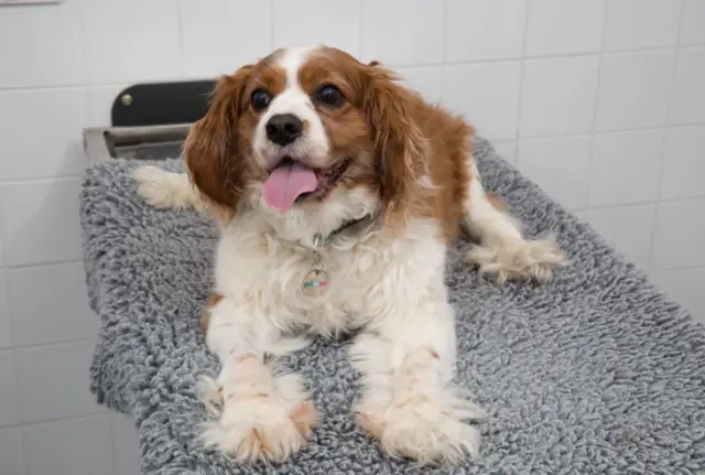 Cyril the spaniel. Pic: PDSA