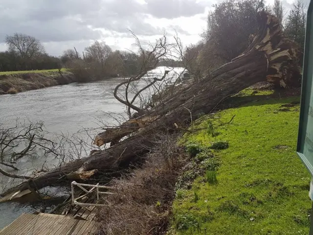 Fallen tree