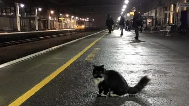 Felix the Huddersfield Railway Cat