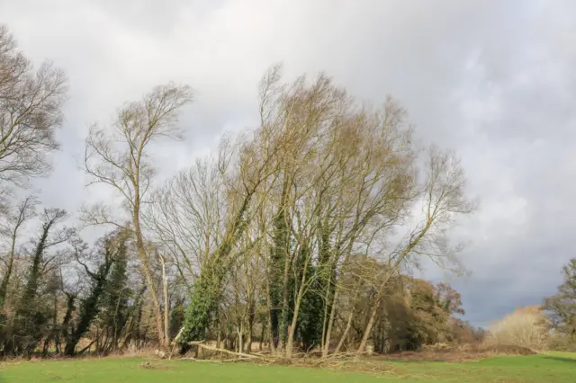 Fallen trees