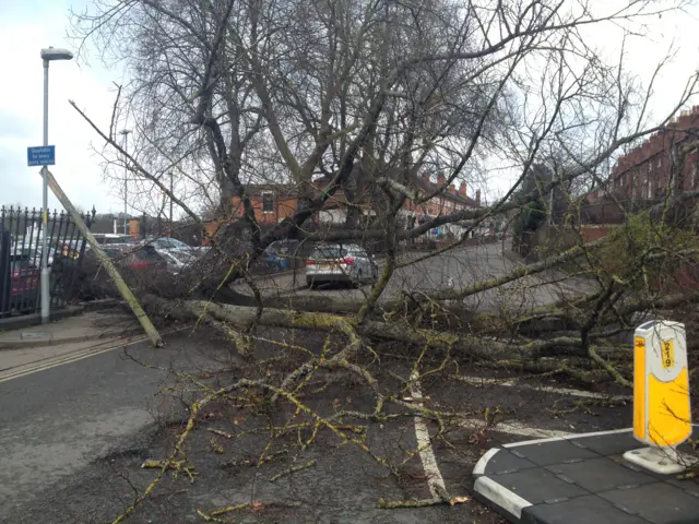 Fallen tree