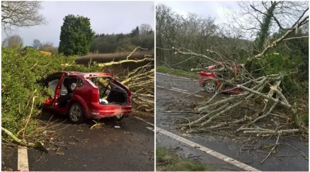 Trees on car