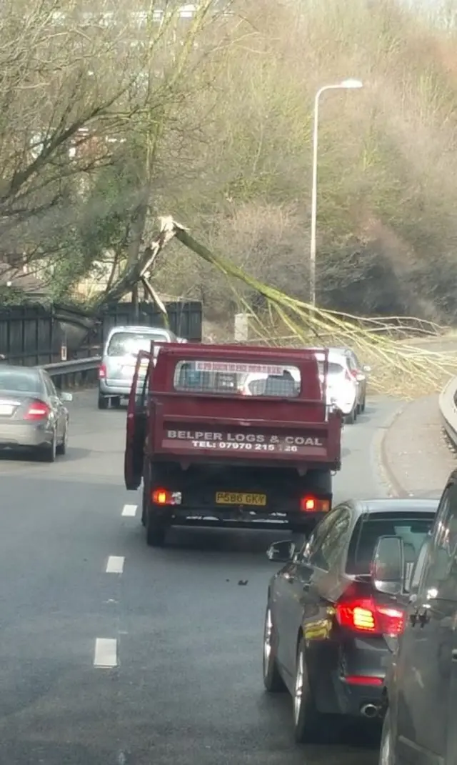 Fallen tree