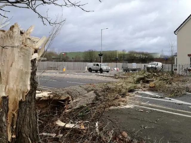 Fallen trees