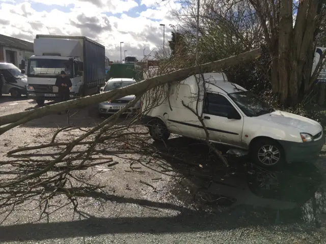 Van crushed by tree