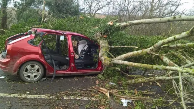 Tree on car