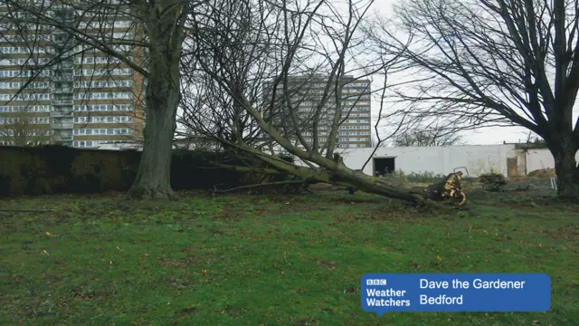 Fallen tree in Bedford