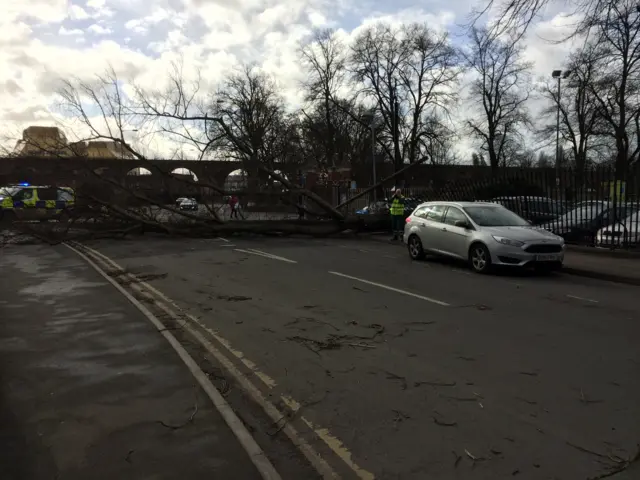 Fallen tree