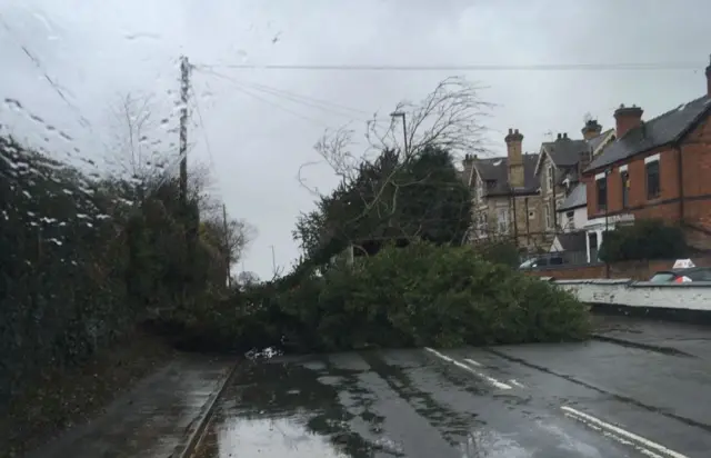 Fallen tree