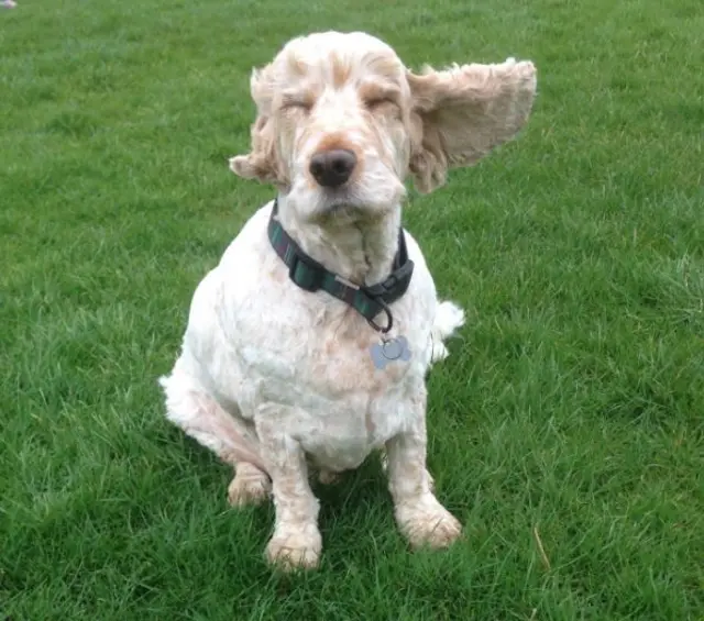 Dog with ears blowing in the wind
