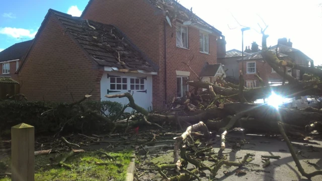 Tree on house