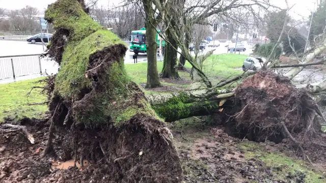 Fallen trees near Potclays