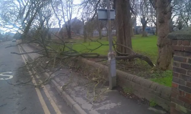 Fallen tree in Boston