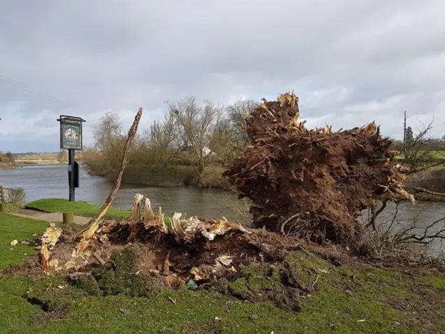 Fallen tree