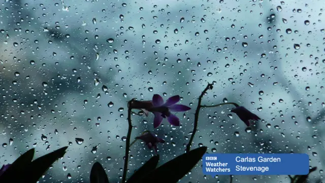 Flowers in rain