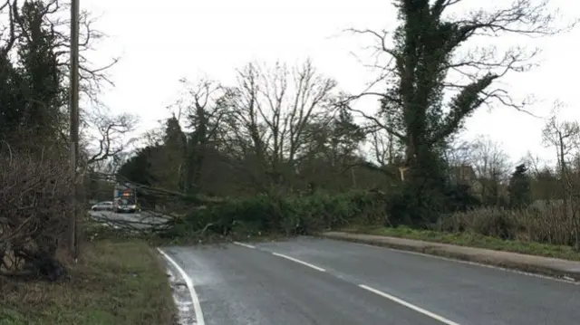 Fallen tree