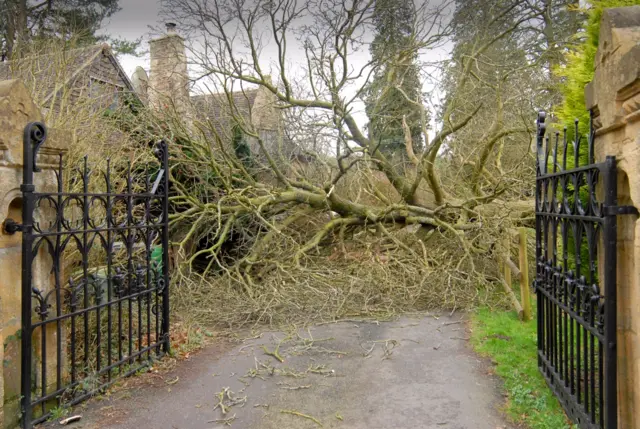 Fallen tree