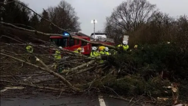 Tree on road