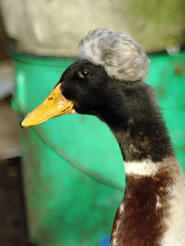 Doris the duck