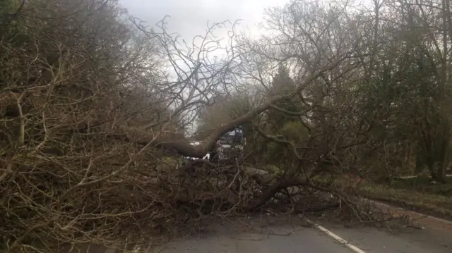 Fallen tree