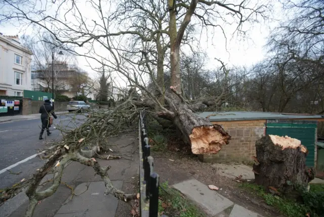 Tree down in Regent's Park