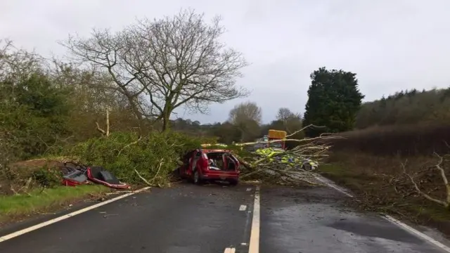 tree on car