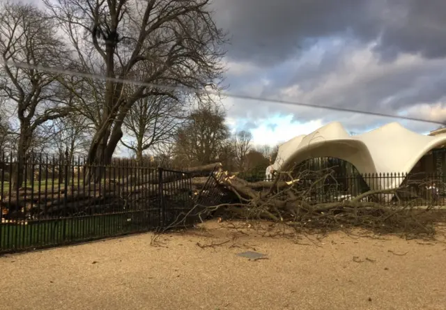 
          This tree came down at the Serpentine Gallery in Hyde Park, London.
        