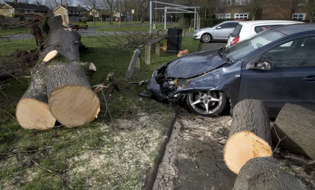 Tree fallen on car