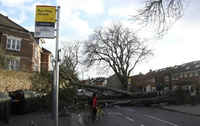 Fallen tree