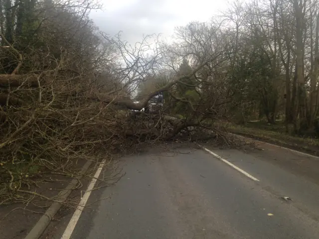 Fallen tree