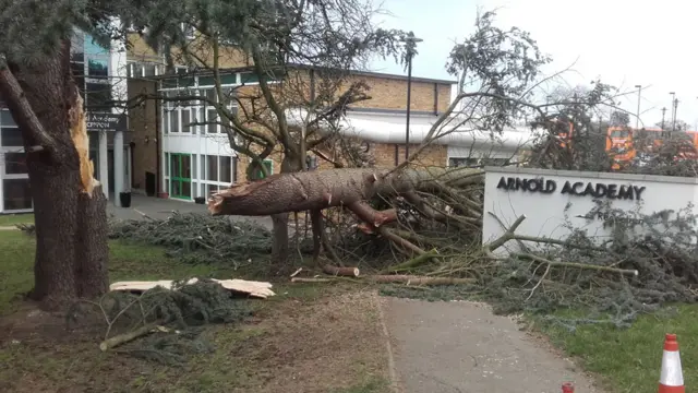 Tree down at Arnold Academy